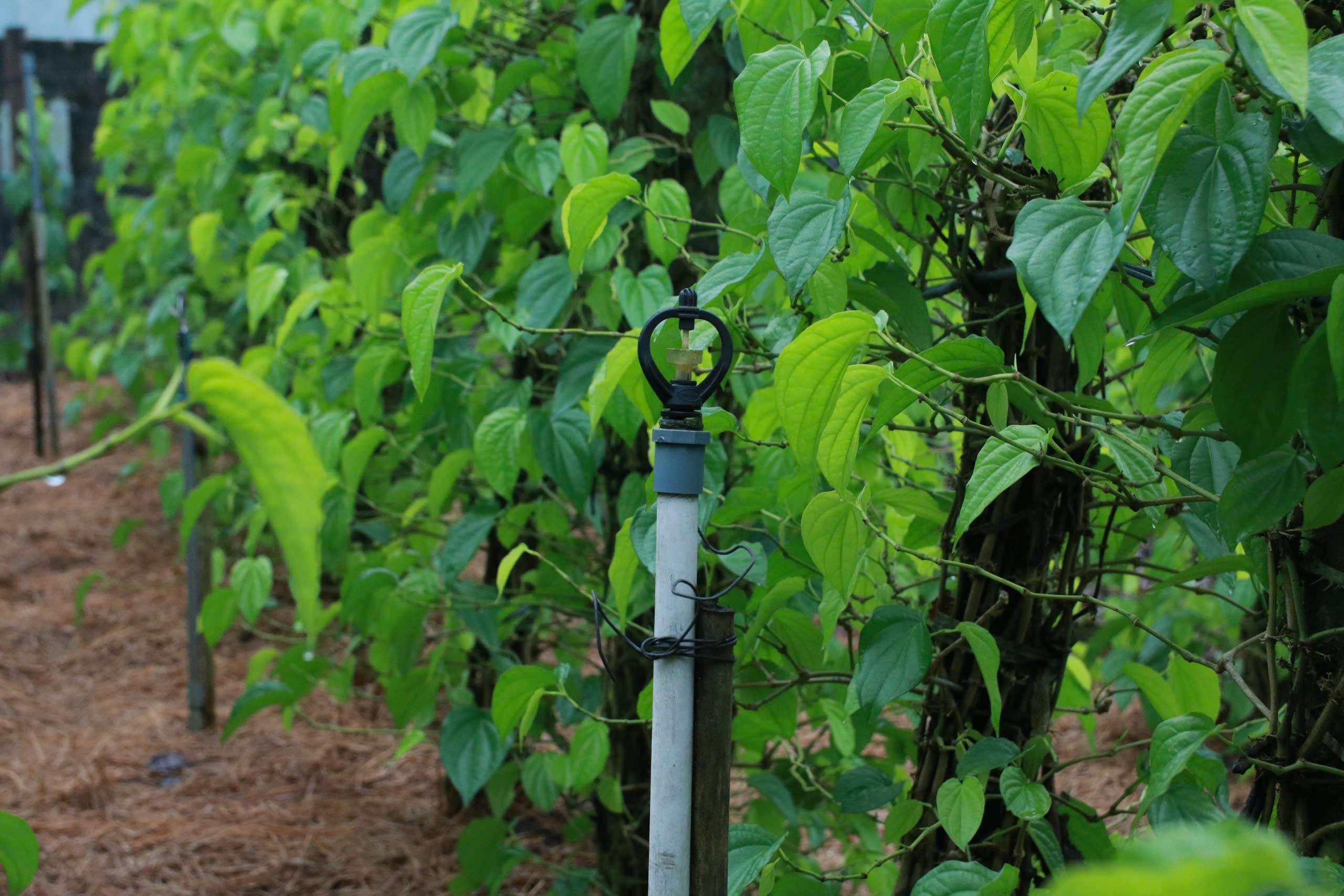 Để bảo vệ vườn trầu trước thời tiết khắc nghiệt, nhiều hộ đầu tư nhà lưới, hệ thống tưới tự động và phủ rơm rạ dưới gốc.