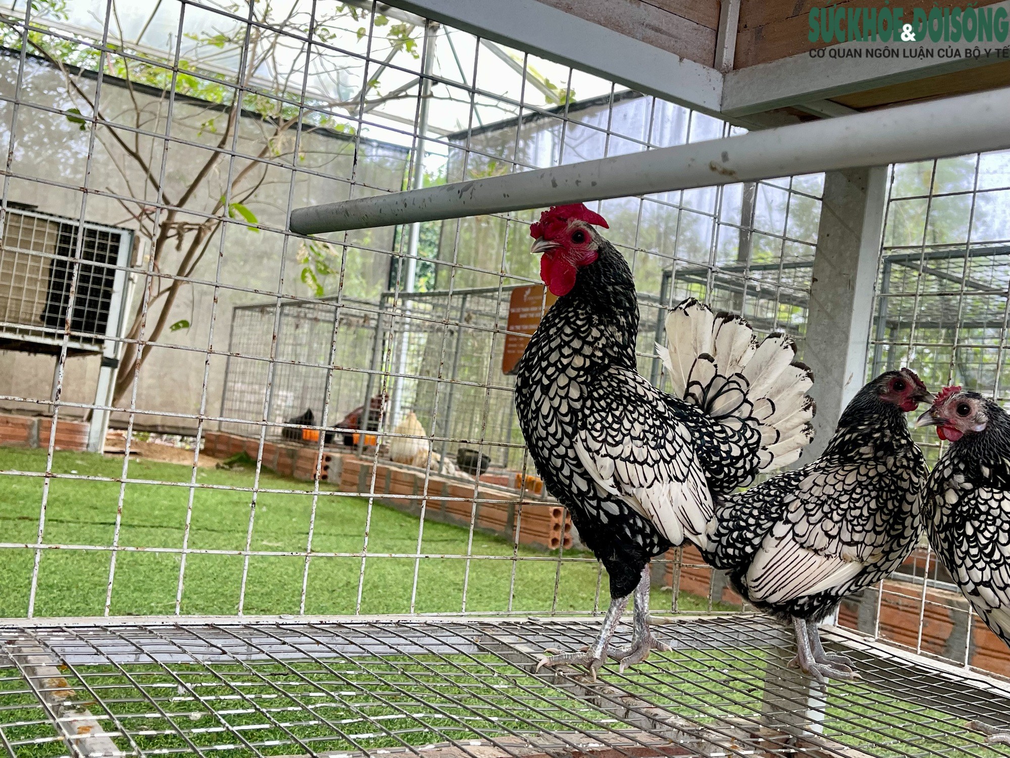 Giống gà vảy cá bạc được mệnh danh là gà có bộ lông rực rỡ nhất thế giới có xuất xứ từ nước Anh được ông đưa về nuôi để "đọ sắc" với các giống gà khác.