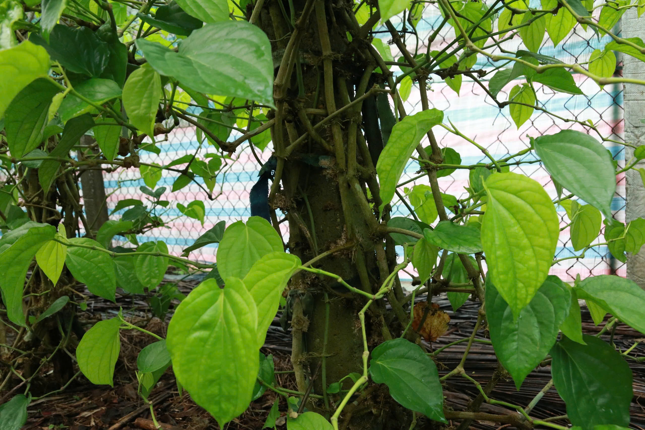 Để bảo vệ vườn trầu trước thời tiết khắc nghiệt, nhiều hộ đầu tư nhà lưới, hệ thống tưới tự động và phủ rơm rạ dưới gốc.