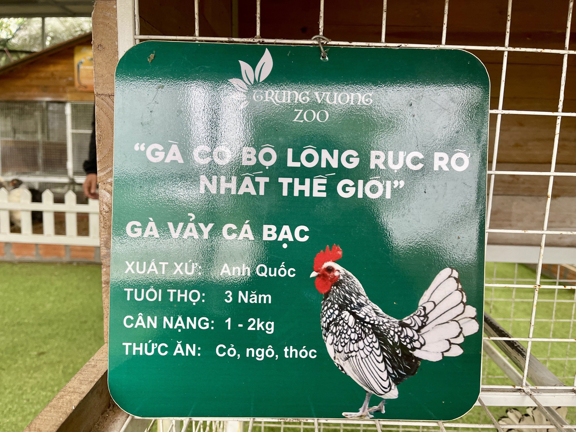 Giống gà vảy cá bạc được mệnh danh là gà có bộ lông rực rỡ nhất thế giới có xuất xứ từ nước Anh được ông đưa về nuôi để "đọ sắc" với các giống gà khác.