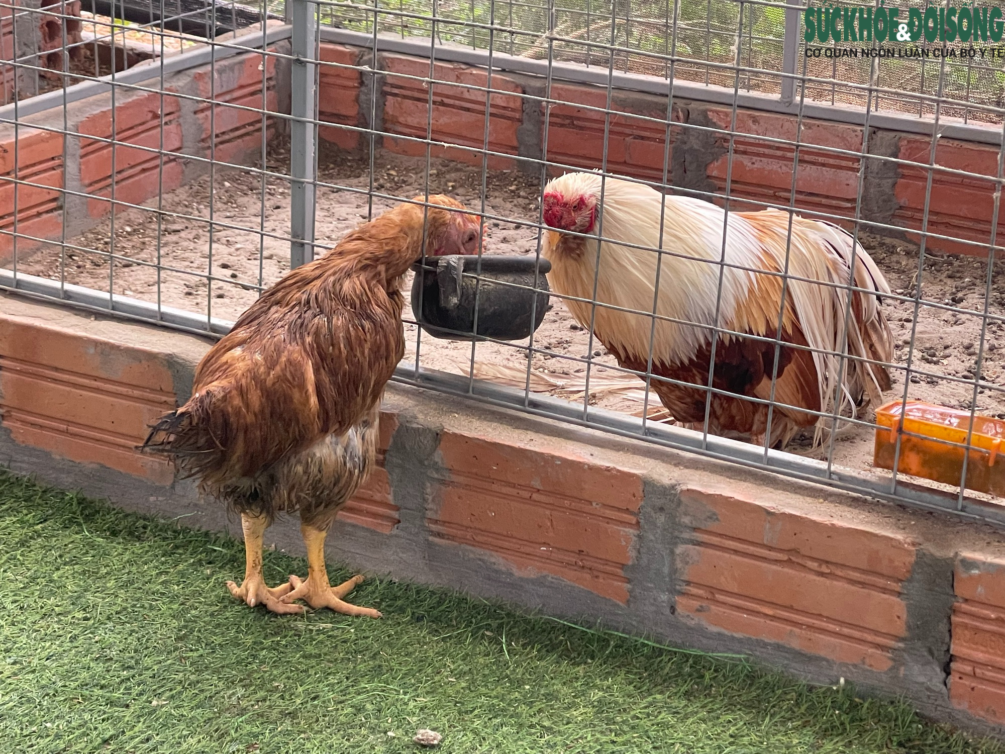 Trong bộ sưu tập các giống gà độc, lạ của ông dũng có "đại diện" đến từ Việt Nam là giống gà tre Tân Châu được mệnh danh là một trong những giống gà có thân hình hoàn hảo nhất thế giới.