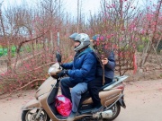 Cận Tết, người Hà Nội rộn ràng đi chọn đào, mua quất