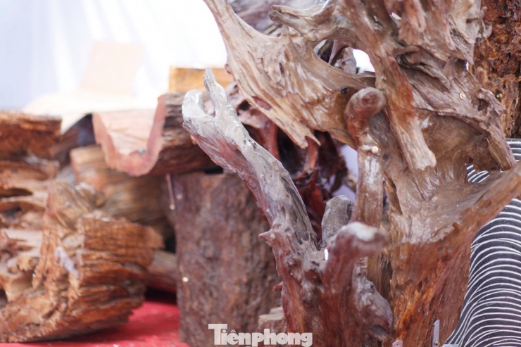 Những khúc gỗ được anh Đức mua ở chợ gần cửa khẩu để cắm hoa lan bán dịp Tết.