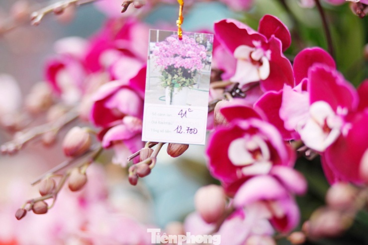 Chậu lan có giá khoảng 10 triệu đồng được nhiều người mua chơi Tết.