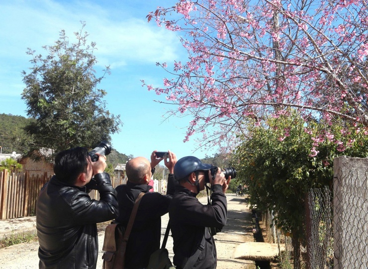 Nhiều bạn trẻ tìm đến chụp ảnh và say đắm loài hoa màu hồng độc đáo này.