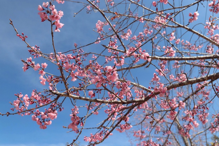 Mai anh đào hay còn gọi với tên khác là Mộng Đào Nguyên, đây là loài hoa biểu tượng cho mùa xuân, nổi bật với 5 cánh hồng đơn giống hoa mai và thân gỗ giống cây đào, thường được trồng nhiều ở Đà Lạt và vùng lân cận.