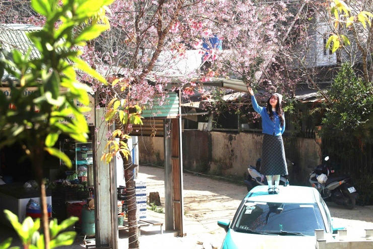 Nữ du khách ghi lại khoảnh khắc đẹp với mai anh đào rực hồng.