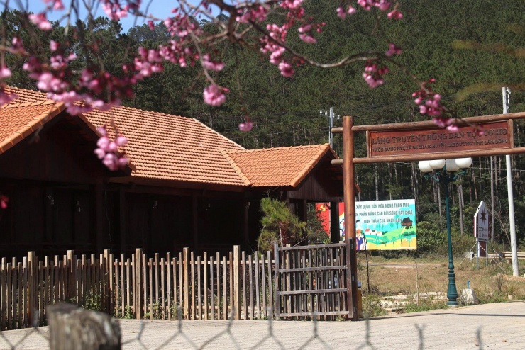 Mai anh đào được trồng trước cổng nhà và hai bên đường, khi hoa nở rộ tạo nên khung cảnh thơ mộng, lãng mạn.