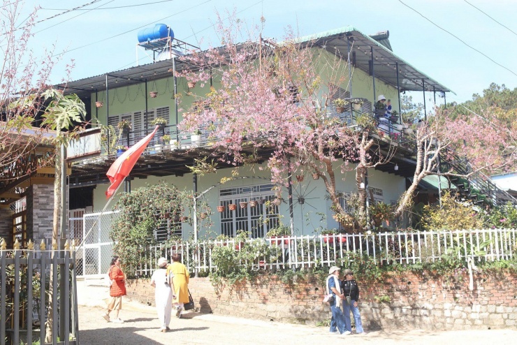 Du khách tìm đến check-in với mai anh đào bên góc nhà cùng nắng vàng ấm áp.