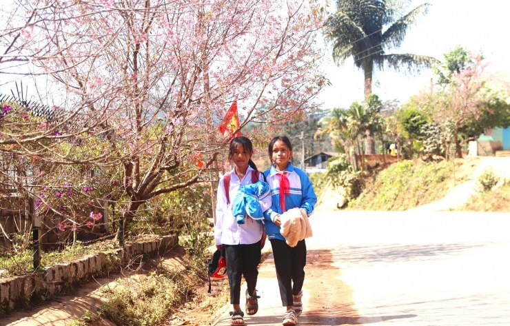 Thôn Đưng K'Si, nằm cạnh quốc lộ 27C, nối Đà Lạt- Nha Trang thêm rực hồng trong những ngày đầu năm mới 2026 bởi loài hoa mang tên mai anh đào.