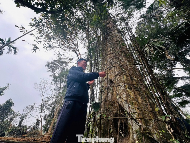 Nổi bật giữa quần thể ấy là cây trầm hương cao khoảng 25m, gốc cây có chu vi 2,6m, tán lá vươn rộng hơn 11m.