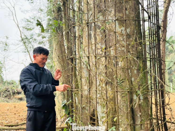 Ông Nguyễn Kim Bằng (54 tuổi, trú tại xã Hương Khê), người trực tiếp trông coi và bảo vệ đền Cây Chay, cho biết cây trầm hương cổ thụ này sinh trưởng hoàn toàn tự nhiên tại khu vực đền. Theo ông, qua những năm tháng chiến tranh khốc liệt và nhiều trận mưa bão lớn, không ít cây cối xung quanh đã gãy đổ, nhưng cây trầm hương vẫn hiên ngang đứng vững. Để gìn giữ “báu vật” quý giá ấy, ban quản lý đền cùng bà con địa phương đã dựng khung sắt, giăng thép gai bao quanh nhằm bảo vệ cây, tránh bị kẻ xấu xâm hại hay chặt trộm.