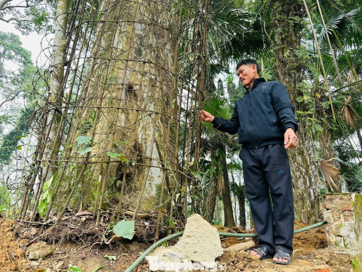 Đối với cây cổ thụ này, nhiều người am hiểu và có kinh nghiệm trong nghề trầm nhận định rằng phần thân cây đã sớm hình thành trầm quý, qua đó khẳng định giá trị sinh học đặc biệt và hiếm có của cây.