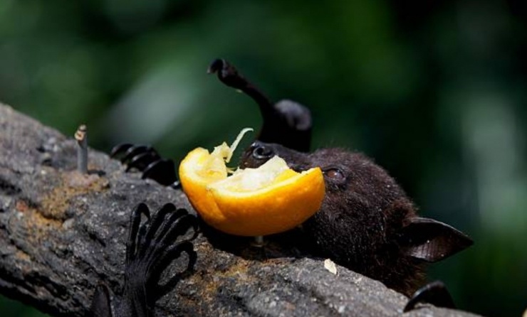 Chuyên gia cảnh báo loài dơi mang virus Nipah hay ăn quả chà là và các loại quả khác. (Ảnh minh họa)