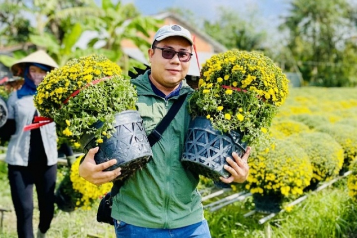 Người dân rủ nhau 'giải cứu' cúc mâm xôi nở sớm