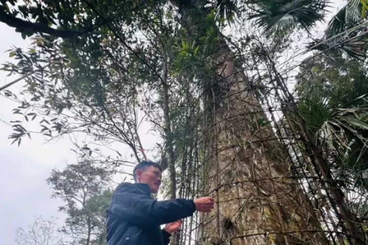 Cận cảnh gốc trầm 500 tuổi ở miền núi Hà Tĩnh