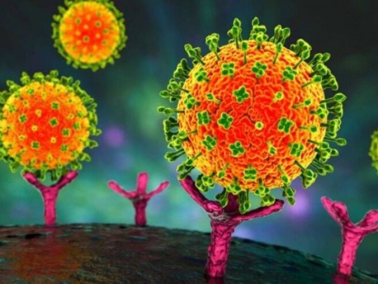 Xu hướng tìm kiếm Nipah trên Google: Virus Nipah là gì, lây qua đường nào?