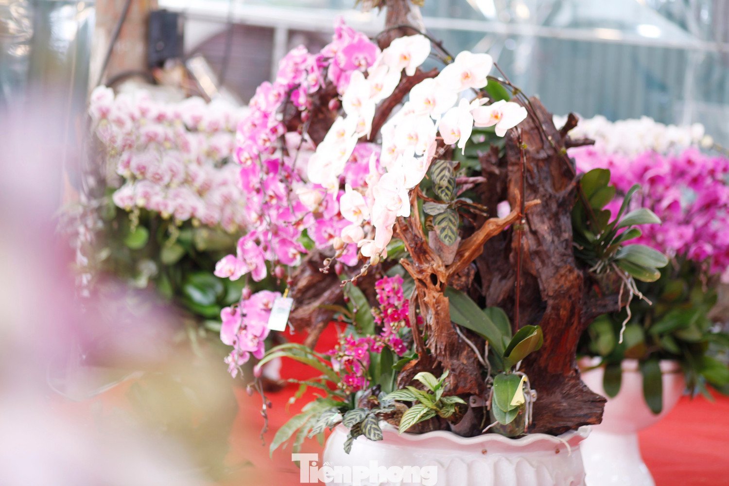 Nhiều chủ cửa hàng bán hoa lan ở Bắc Ninh thấp thỏm chờ khách vụ Tết.