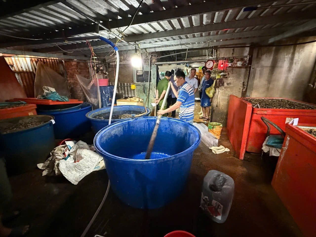 Các thùng hóa chất để ngâm thịt ốc.