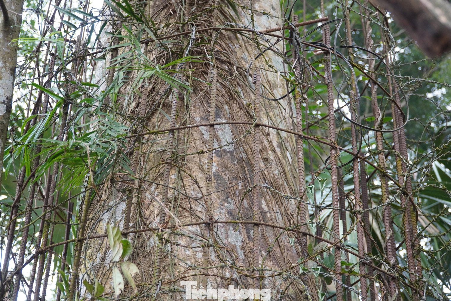 Cận cảnh gốc trầm 500 tuổi ở miền núi Hà Tĩnh - 3