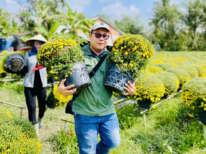 Anh Quốc Trung "giải cứu" cúc mâm xôi nở sớm cho ba nhà vườn ở Chợ Lách, Vĩnh Long, ngày 17/1. Ảnh: Nhân vật cung cấp
