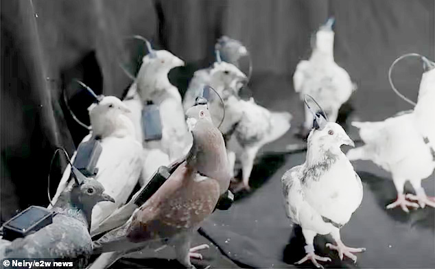 Chim bồ câu được điều khiển từ xa, có khả năng bay xa tới 500 km. Ảnh: Neiry