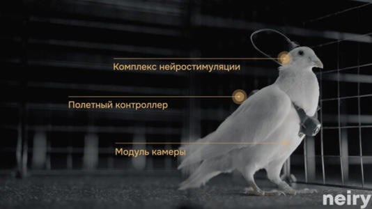 Nga đang phát triển máy bay không người lái sinh học (bio-drone). Ảnh: Neiry