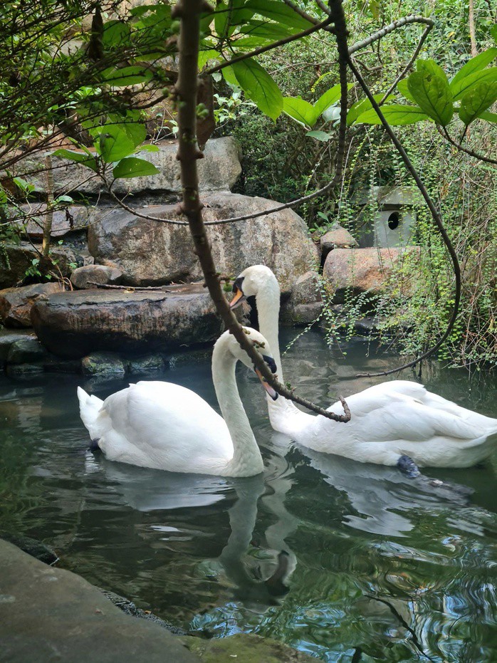 C&aacute; thể thi&ecirc;n nga trắng vừa bị trộm gh&eacute;p cặp với 1 c&aacute; thể kh&aacute;c, với tập t&iacute;nh sống thủy chung theo cặp suốt đời, thường được xem l&agrave; biểu tượng của t&igrave;nh y&ecirc;u v&agrave; sự thuần khiết