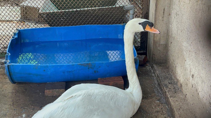 Thi&ecirc;n nga trắng được giải cứu, hiện đang c&aacute;ch ly tại Thảo Cầm Vi&ecirc;n