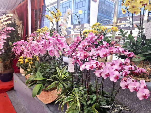 Những ngày cận Tết Nguyên đán, trên nhiều tuyến phố của Hà Nội, sắc màu rực rỡ của hoa lan đã góp phần làm không khí xuân thêm tươi mới.