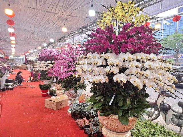 Theo ghi nhận, năm nay hoa lan khá phong phú về chủng loại và màu sắc. Các dòng lan hồ điệp với cánh hoa to, bền màu, mang ý nghĩa sung túc, phú quý tiếp tục được ưa chuộng.