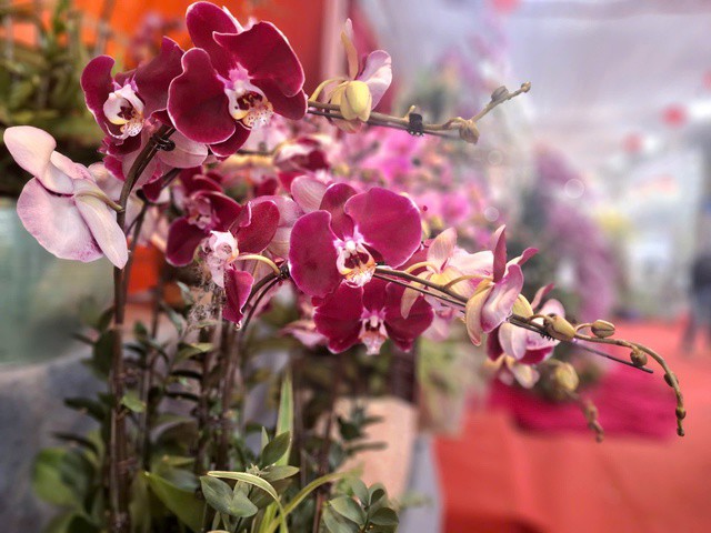 Nhiều người chọn mua lan từ đầu tháng Chạp, bởi vẻ đẹp sang trọng, nhẹ nhàng. Mua sớm vừa có thời gian lựa chọn chậu ưng ý, vừa tránh bị đội giá những ngày cận Tết.