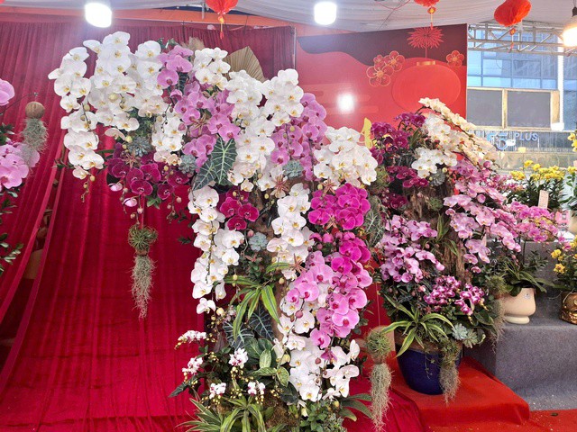 “So với các loại hoa truyền thống như đào, quất... lan có ưu điểm là chơi được lâu, nếu chăm sóc tốt có thể tươi suốt từ trước Tết đến rằm tháng Giêng. Vì vậy, nhiều khách hàng chọn mua lan sớm để vừa trang trí, vừa tránh cảnh chen chúc sát Tết”, chị Linh chia sẻ.