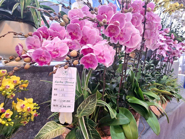 Theo chị Linh - nhân viên cửa hàng hoa Lan ở đường Tố Hữu, lan được đưa xuống phố từ sớm để phục vụ nhu cầu mua sắm Tết của người dân. Giá hoa lan hiện vào khoảng từ vài triệu đồng đến vài chục triệu đồng/chậu, tùy loại.