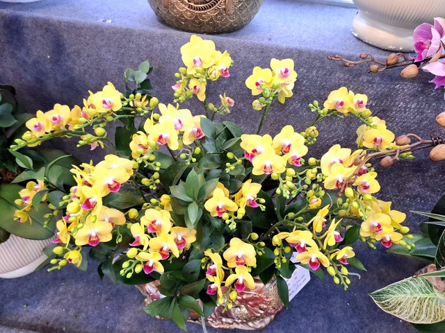 Bên cạnh đó, lan dendro, lan vũ nữ, lan mokara… cũng được nhiều gia đình lựa chọn để trang trí nhà cửa, văn phòng trong dịp Tết.