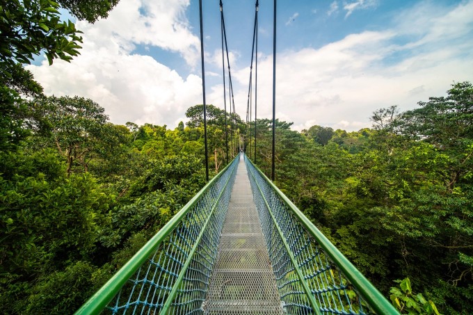 Cầu treo TreeTop Walk vắt ngang tán rừng - điểm check-in nổi tiếng nằm giữa công viên MacRitchie. Ảnh: Timeout