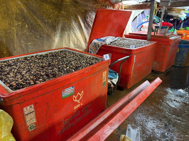 Cận cảnh đường dây dùng 500 tấn hóa chất 'phù phép' 3.000 tấn thịt ốc bán ra thị trường - 6