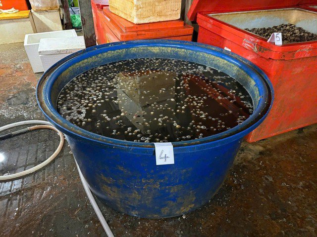 Cận cảnh đường dây dùng 500 tấn hóa chất 'phù phép' 3.000 tấn thịt ốc bán ra thị trường - 9