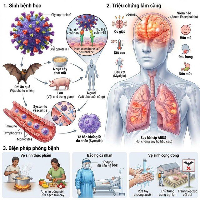 Virus Nipah - cơ chế gây bệnh và các biện pháp phòng ngừa - 2