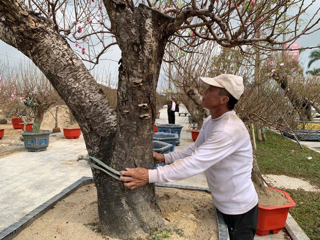 Những ngày này, dọc tuyến đường Xô Viết Nghệ Tĩnh (phường Thành Sen) các hộ kinh doanh đã đưa rất nhiều đào "khủng" thế lạ, bưởi, đu đủ... ra trưng bày phục vụ nhu cầu mua sắm dịp Tết Nguyên đán.