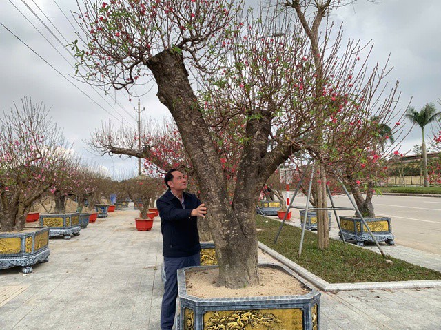 Đào cổ thụ chủ yếu là đào phai kép và đào bích với giá bán dao động từ 25-30 triệu đồng/cây.