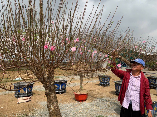 Đào thế lạ, bưởi 'khủng' rộn ràng xuống phố đón Tết - 6