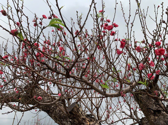 Đào thế lạ, bưởi 'khủng' rộn ràng xuống phố đón Tết - 5