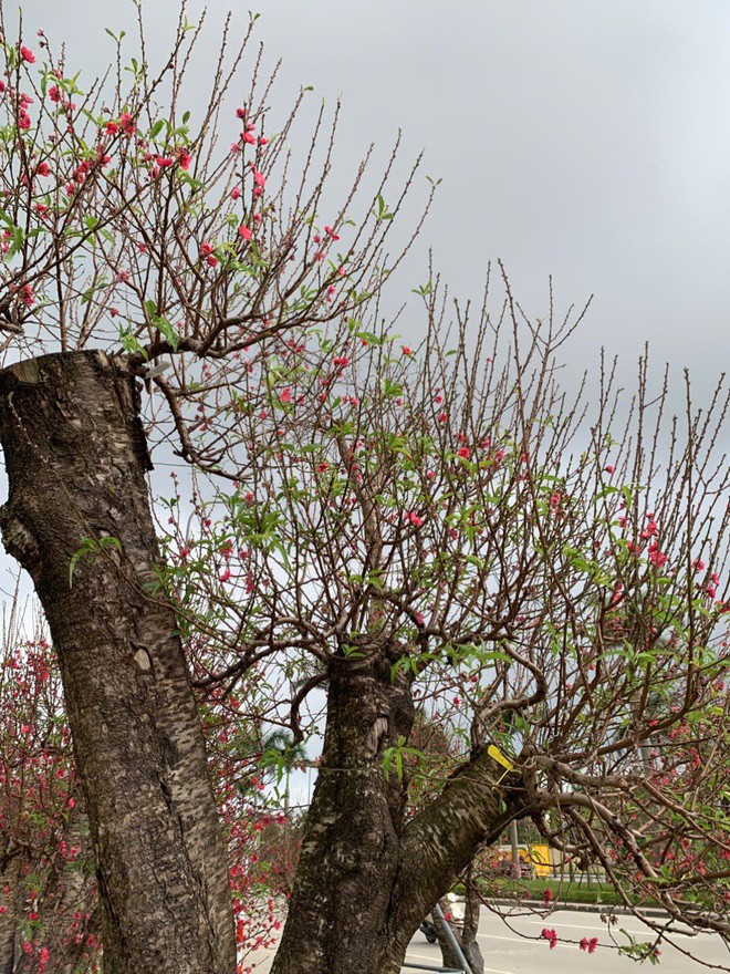 Phần lớn đào cổ thụ đều đã trải qua nhiều mùa Tết, có cây tuổi đời lên đến vài chục năm. Cây to, thế dáng đẹp, nụ hoa dày đặc thường được các gia đình có điều kiện hoặc các cơ quan, công sở mua về trưng Tết sớm. Chia sẻ khi đi chọn cây cảnh, anh Nguyễn Nhật Thắng cho biết: “Năm nay tôi muốn chọn một gốc đào thế cổ thụ để trưng trong nhà. Những cây được phủ rêu nhìn rất đẹp, có cảm giác xưa cũ, hợp không khí Tết truyền thống”.