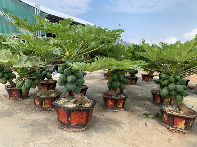 Năm nay, cây đu đủ cảnh cũng được tiểu thương tìm kiếm, đưa về phục vụ người dân dịp Tết.