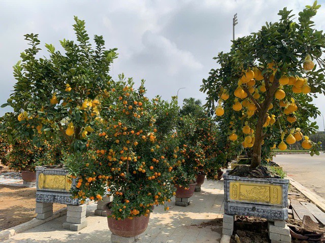 Những chậu bưởi cảnh, quất xuống phố, tạo điểm nhấn sắc vàng giữa không khí Tết cận kề.