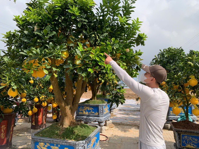 Các tiểu thương cho biết, dù thời tiết, thiên tai có ảnh hưởng nhất định đến nguồn cung, song giá bưởi cảnh, đào cổ thụ năm nay nhìn chung không biến động nhiều so với các năm trước.