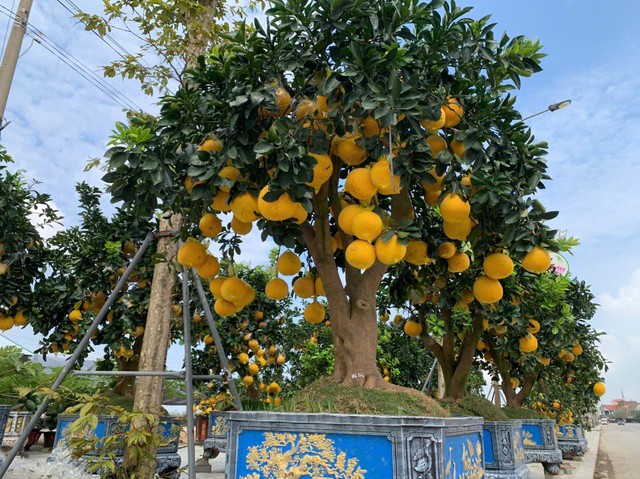 Ông Trần Anh Phương (phường Trần Phú, người có nhiều năm buôn bán đào, quất dịp Tết) nhận định, nguồn cây cảnh năm nay giảm do thiên tai, khiến giá bán nhỉnh hơn các năm trước. Tuy nhiên, các cây có thế đẹp, lạ vẫn thu hút sự quan tâm của người chơi cây cảnh.