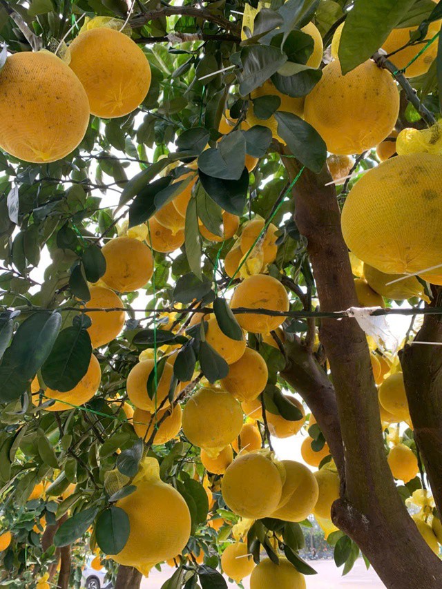 Dự kiến, từ nay đến sát Tết Nguyên đán, lượng người dân đi mua hoa, cây cảnh sẽ còn tiếp tục tăng, khiến thị trường hoa xuân thêm phần sôi động.