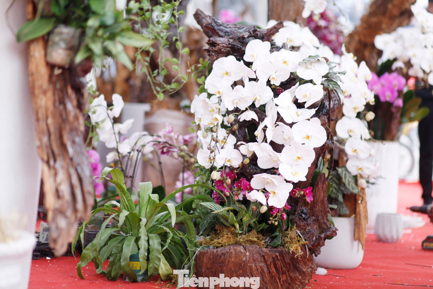 Nhiều chủ cửa hàng bán hoa lan ở Bắc Ninh thấp thỏm chờ khách vụ Tết.